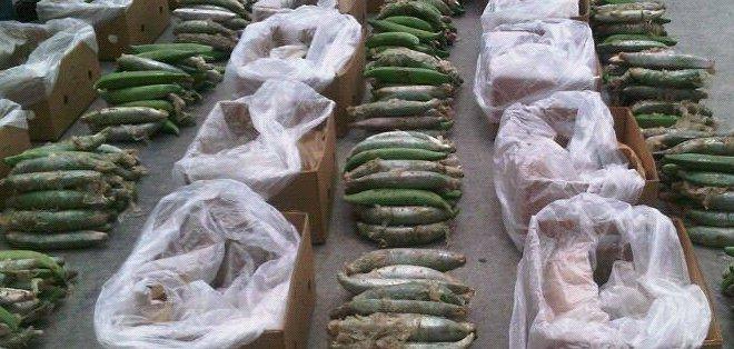 bananos_droga_puerto_de_guayaquil