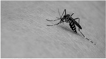 Las autoridades atacan el nivel primario del Zika, Chikungunya y Dengue, eliminando criaderos del Aedes Aegypti. La Voz