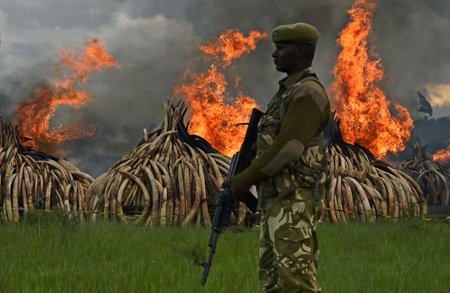 El gobierno lucha contra la caza ilegal de elefantes AFP / Carl de Souza