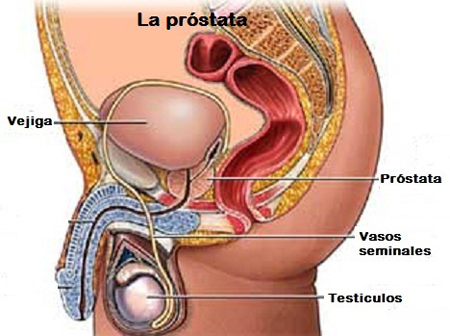 prostata_2