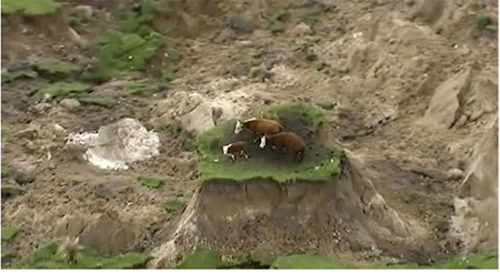  En esta imagen extraída de un video, tres vacas varadas en una isla de hierba en un prado afectado por un terremoto cerca de Kaikoura, Nueva Zelanda, el lunes 14 de noviembre de 2016. NEWSHUB / Vía AP